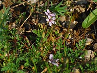 Gewöhnlich-Reiherschnabel